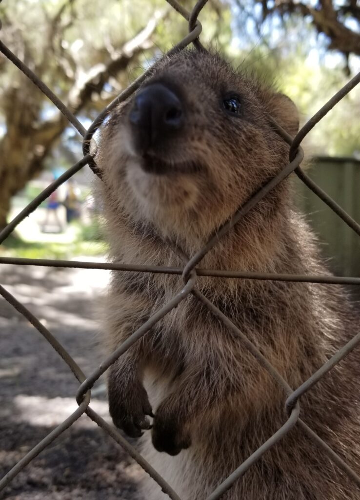 フェンスに顔をすっぽりはめるクオッカワラビー