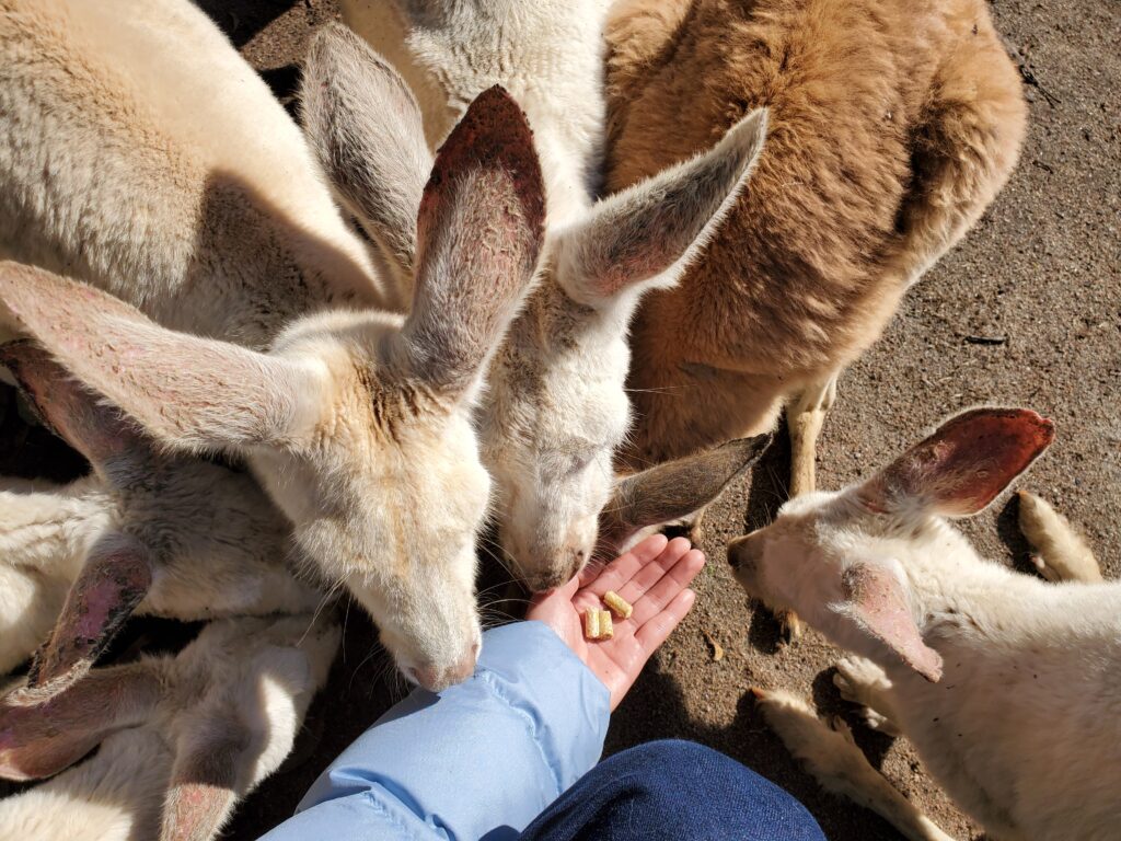 エサを求めて集まったカンガルーたち(私目線)