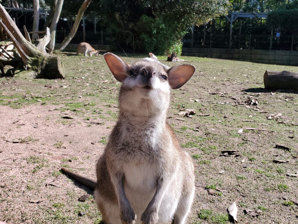 正面顔のワラビー