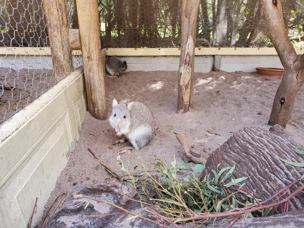 こちらを見つめるフサオネズミカンガルー