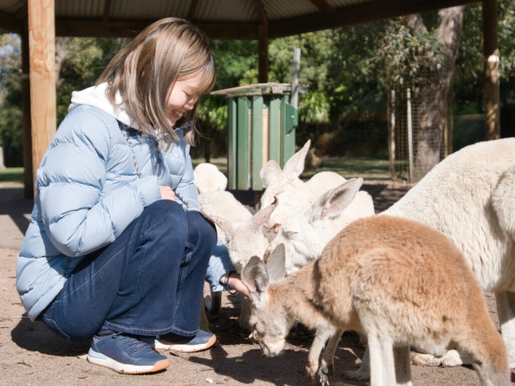 たくさんのカンガルーにエサをあげている私