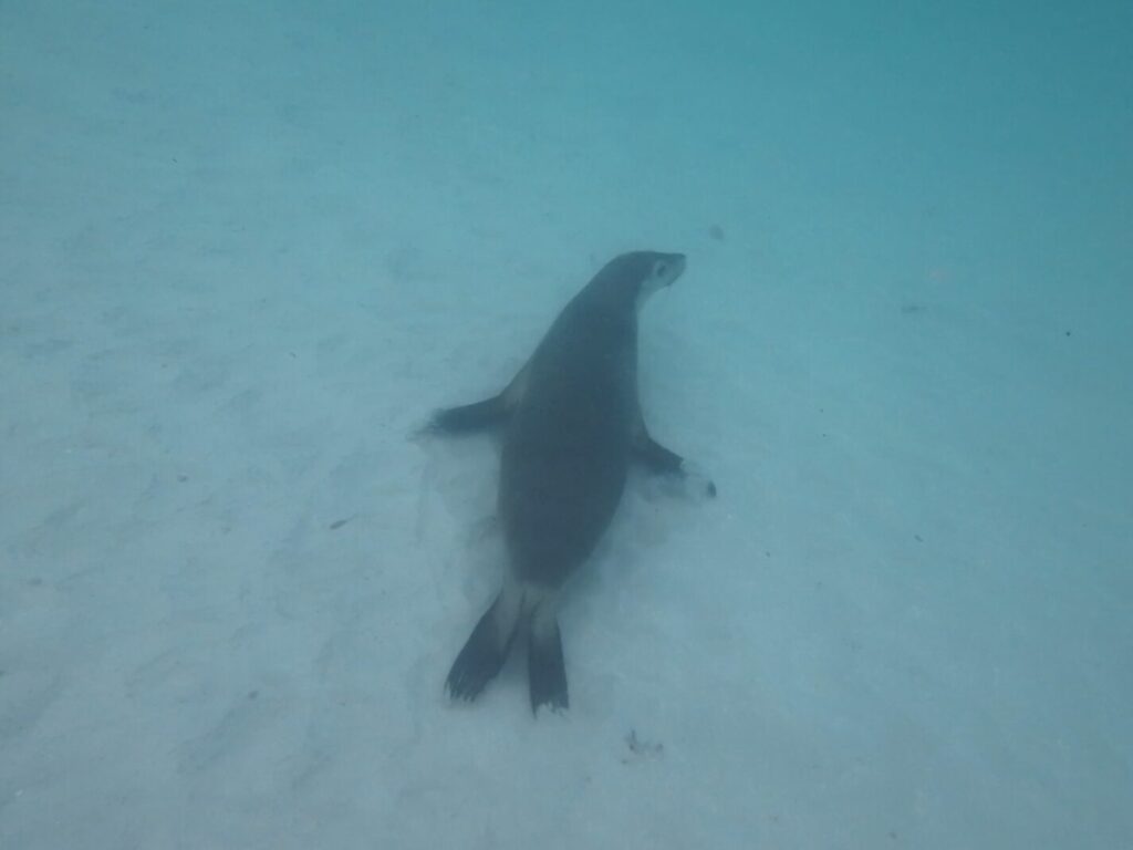 海底にいるアシカ