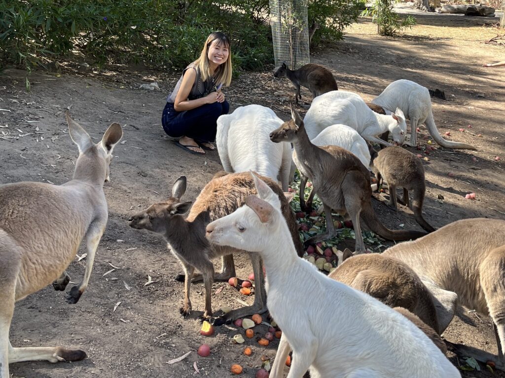 エリアに解き放たれているカンガルーたち