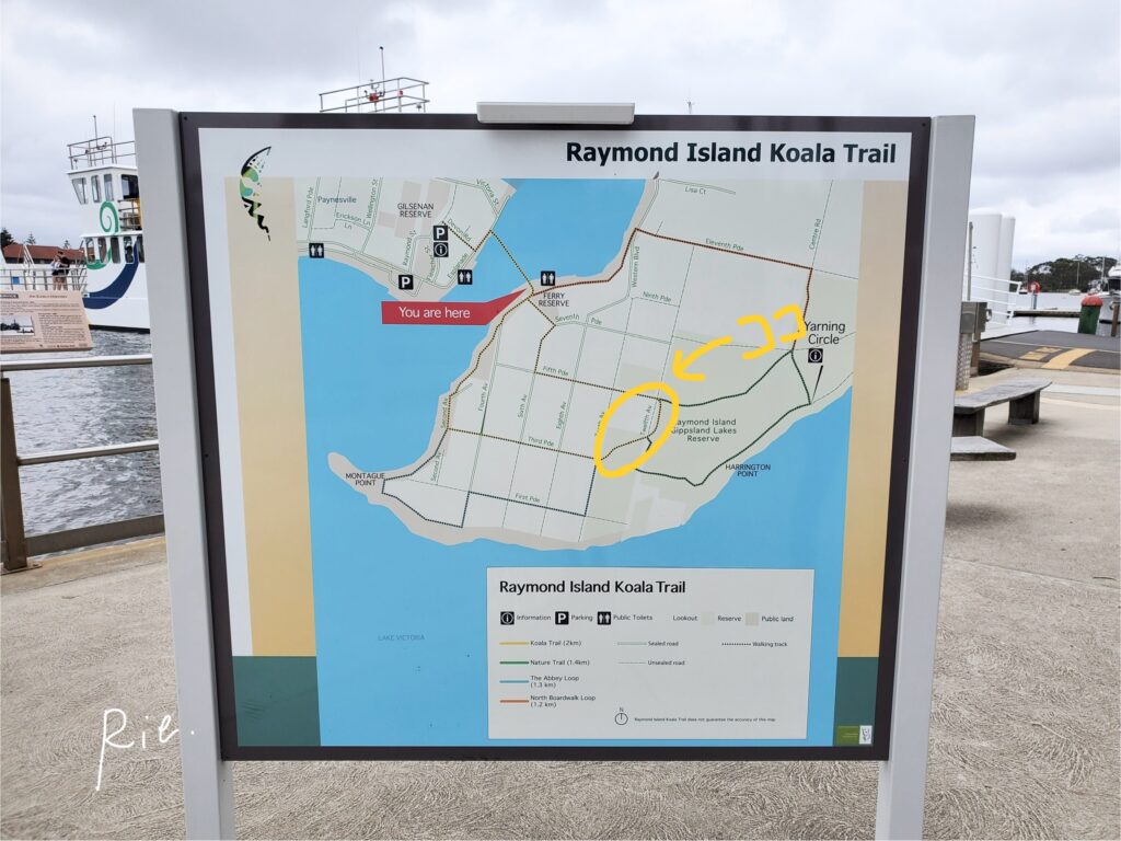 コアラがたくさん見られる場所