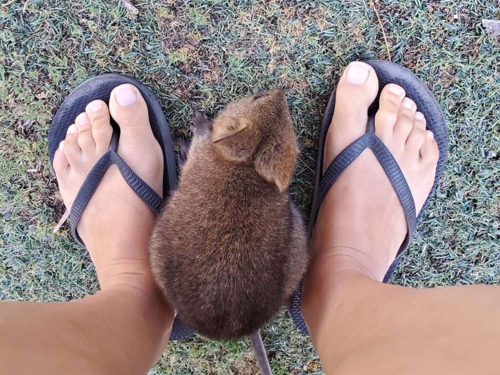 私の足の間にやってきた子どもクオッカ