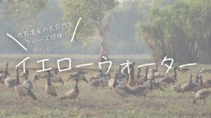 大量にいるカササギガンたち