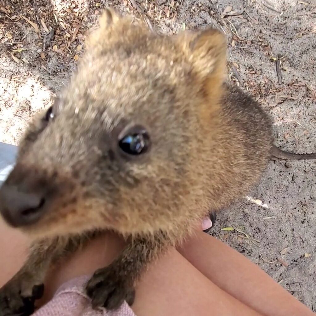 私の脚に掴まり立ちをするクオッカ