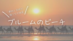 サンセット時にケーブルビーチで一列に並んで歩くラクダたち