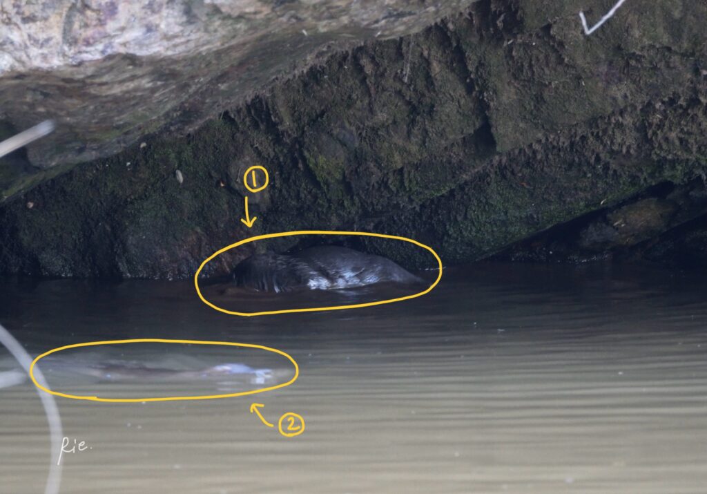 2匹のカモノハシ、ここです