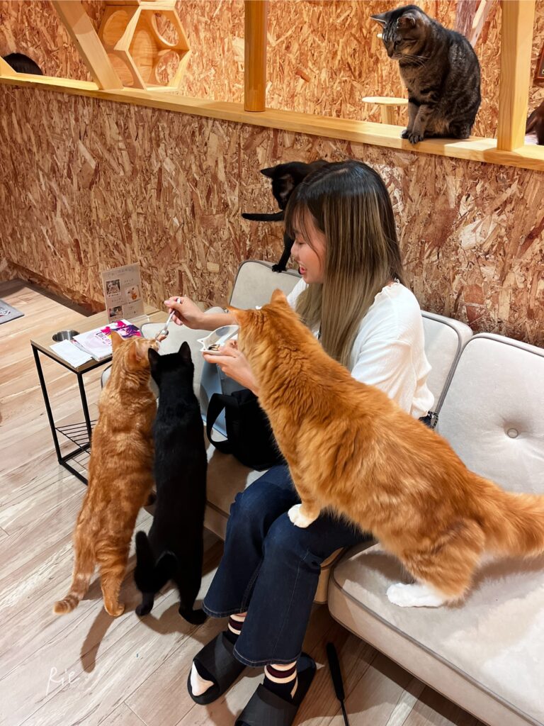 猫ちゃんに囲まれながらおやつをあげているところ