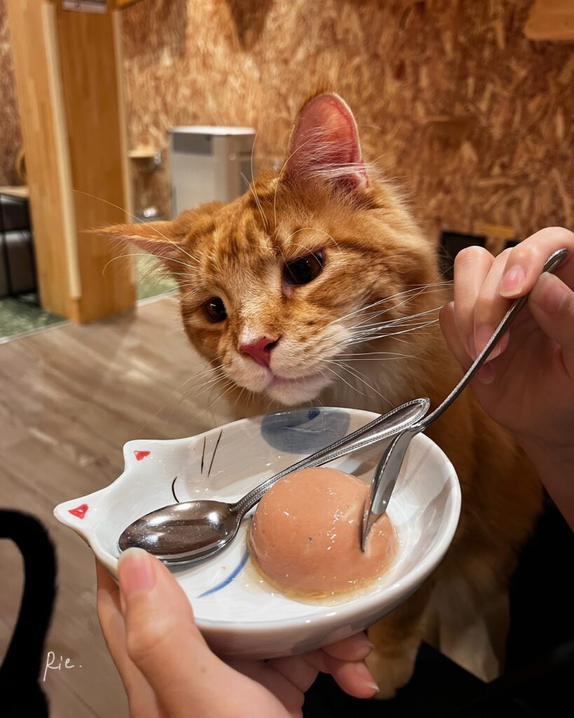 「ドンッ!盛り」を狙うぽむくん
