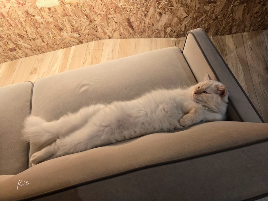 ねことカフェの店長ラテくん