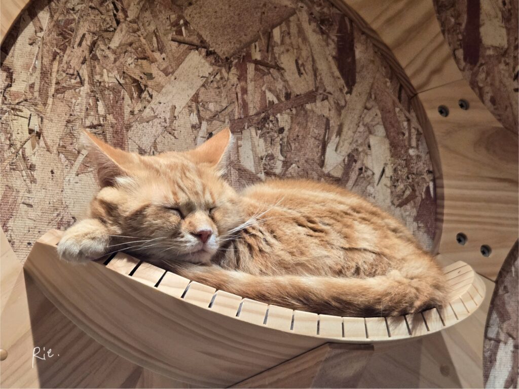 寝ているもちゃくん