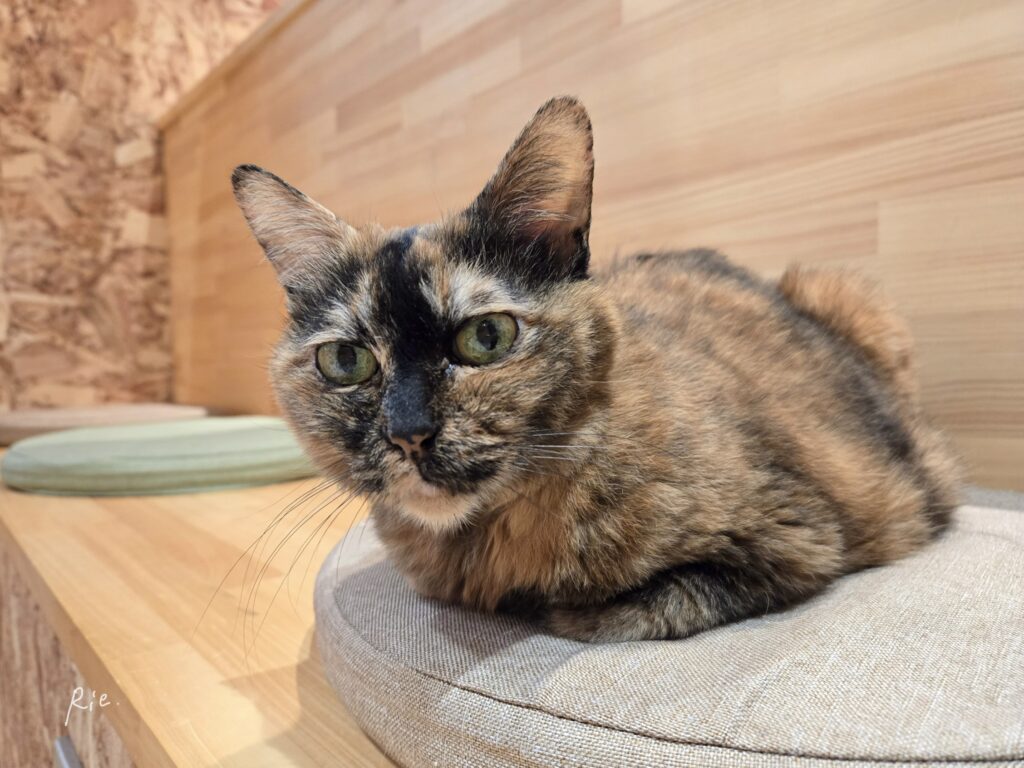 サビ猫の茶々ちゃん