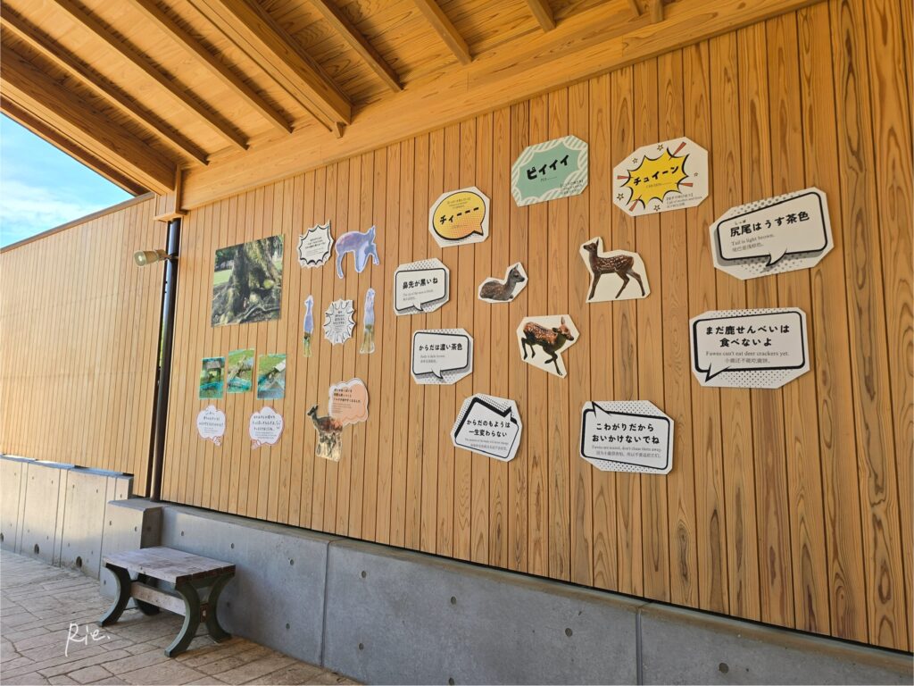 子鹿公開の展示物②