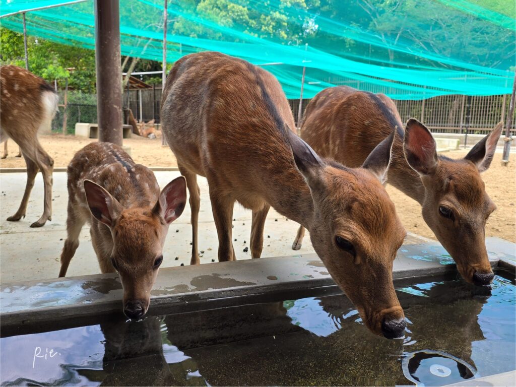 大人鹿と一緒に水を飲む子鹿