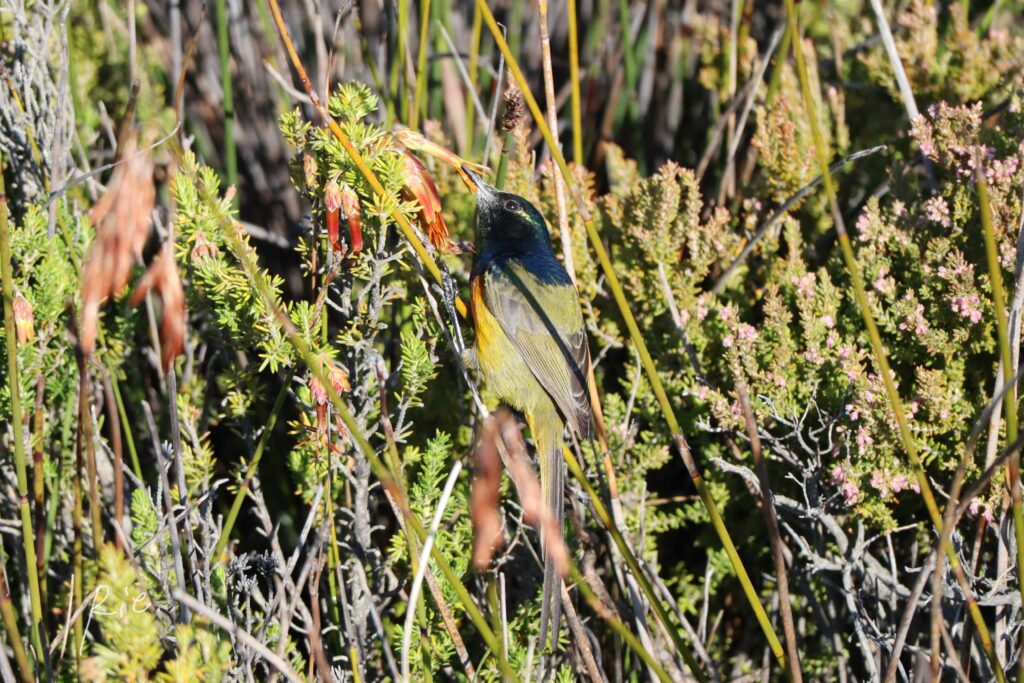 花の蜜を吸うオナガゴシキタイヨウチョウ