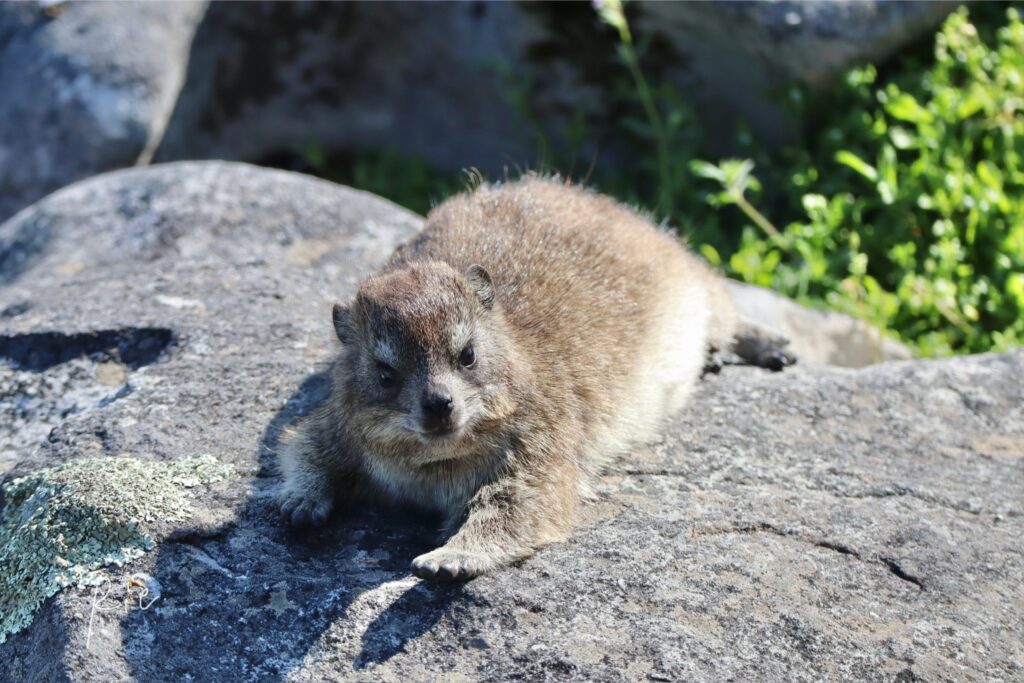 伸びた状態でカメラ目線のダッシー