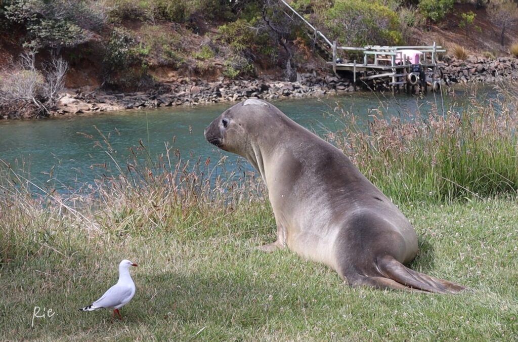 ゾウアザラシとカモメの2ショット
