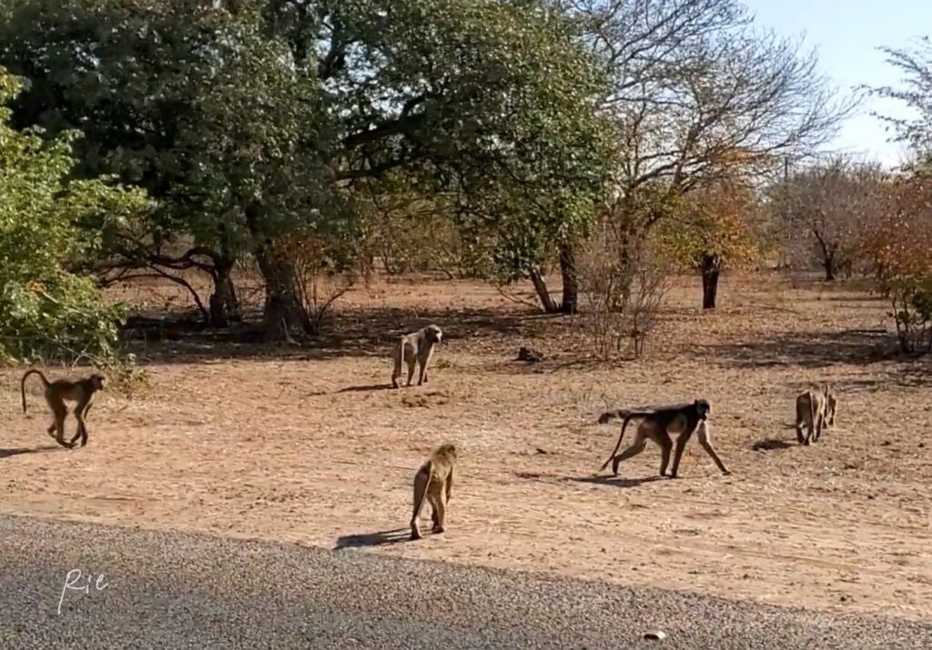 帰り道に出会ったヒヒの群れ