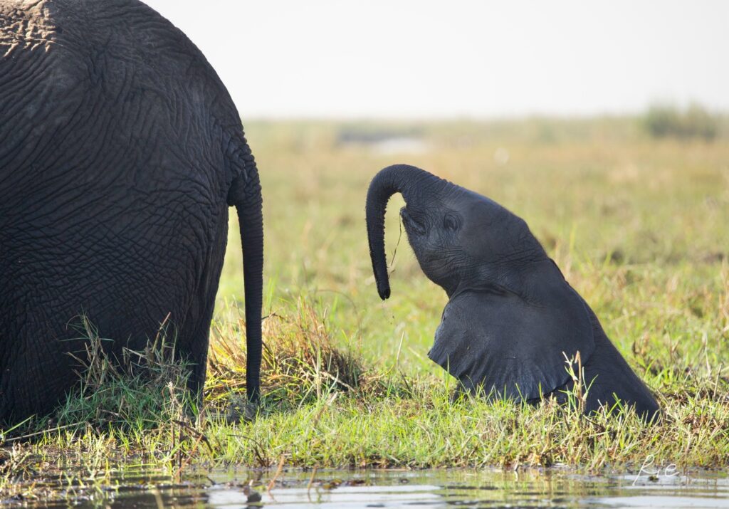 謎の行動をとる子ゾウ