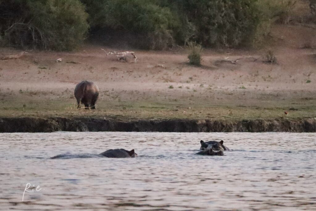 陸地にいるカバと水の中にいるカバ
