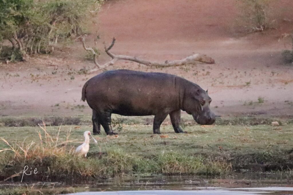 アフリカヘラサギとカバ