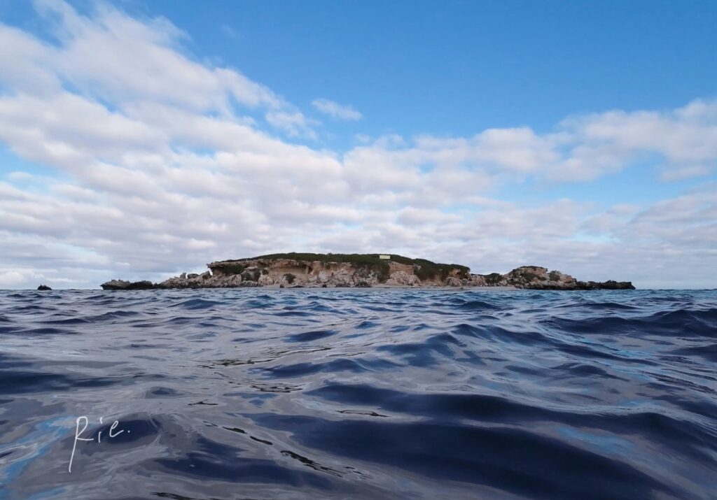 アシカがいる島
