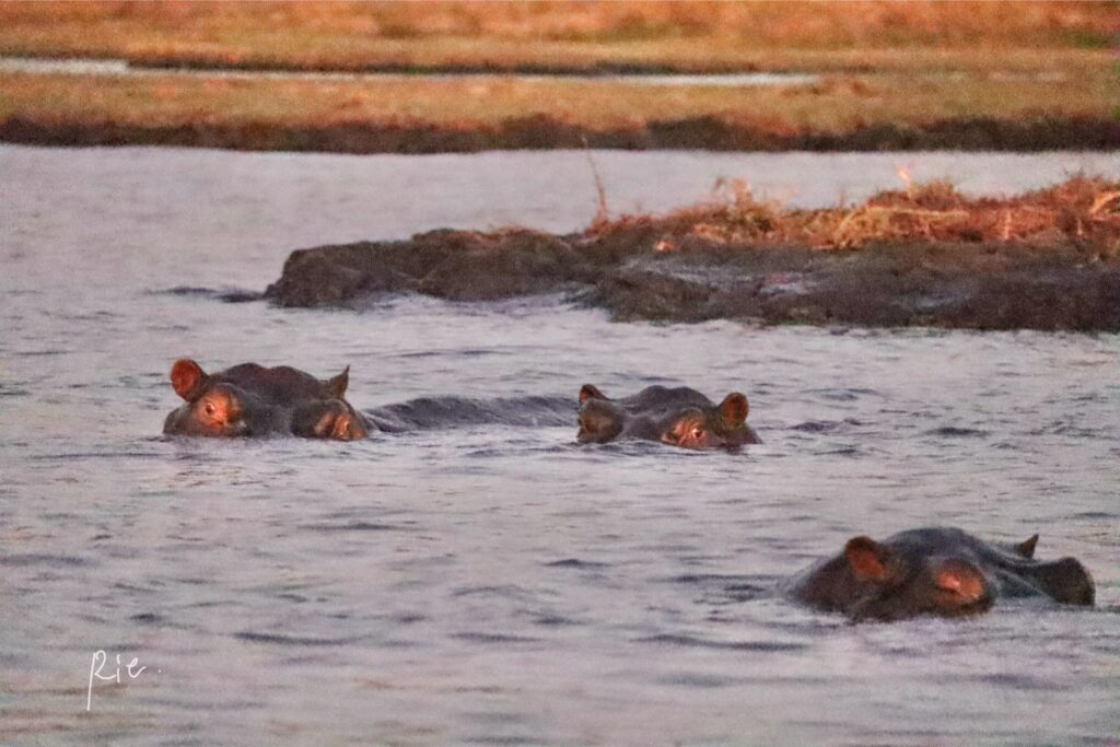 水から目を覗かせるカバ3頭