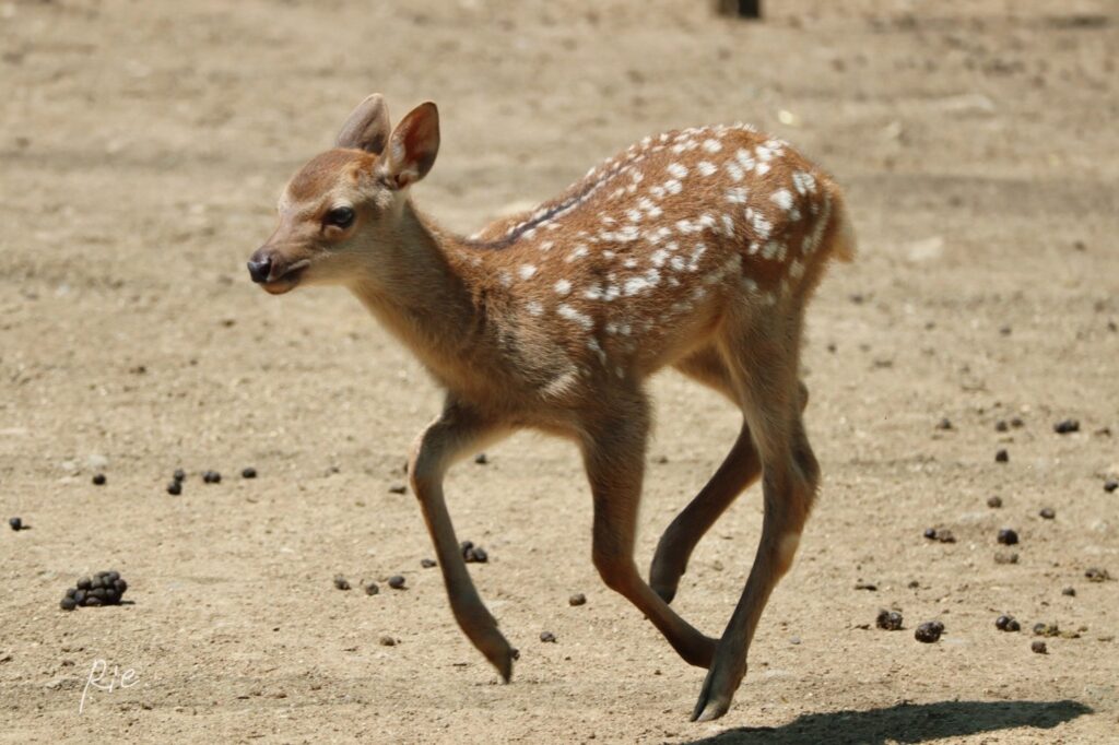 走る子鹿