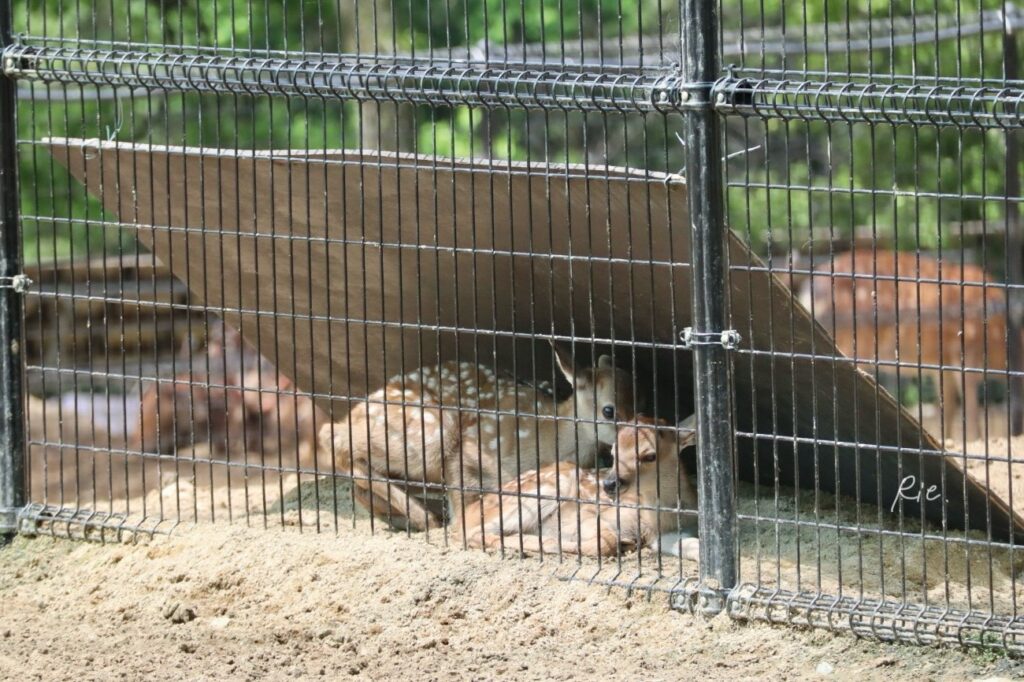 板の下でリラックスする子鹿