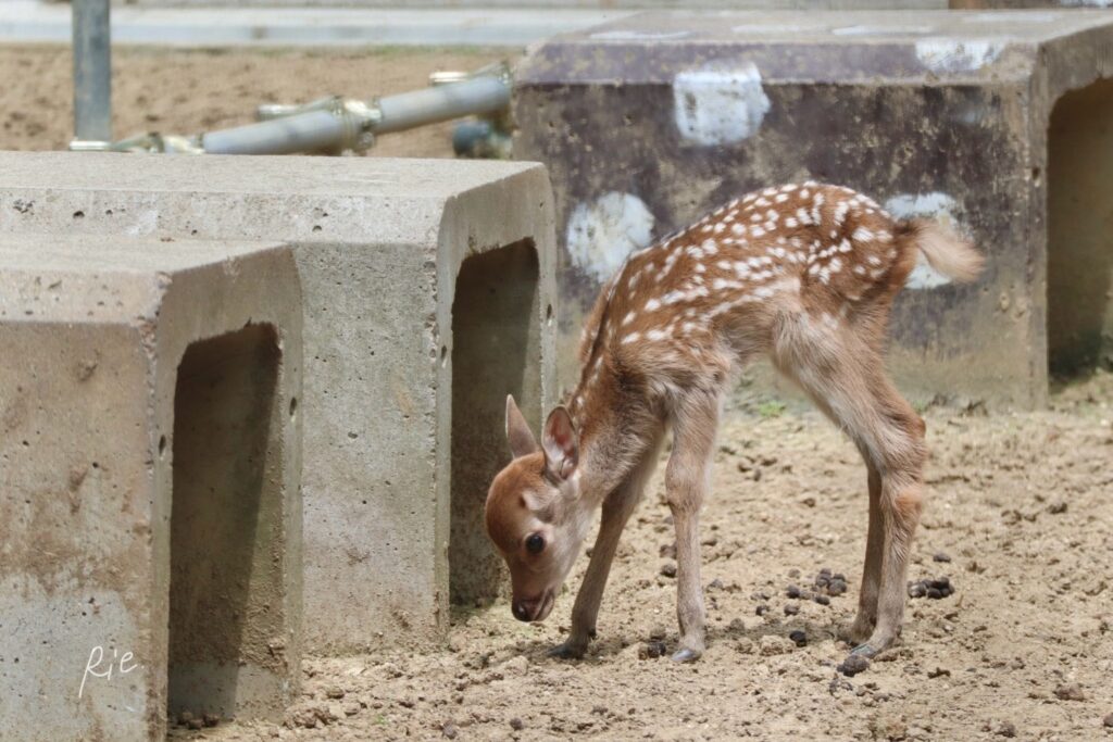まだまだ足取りがおぼつかない子鹿