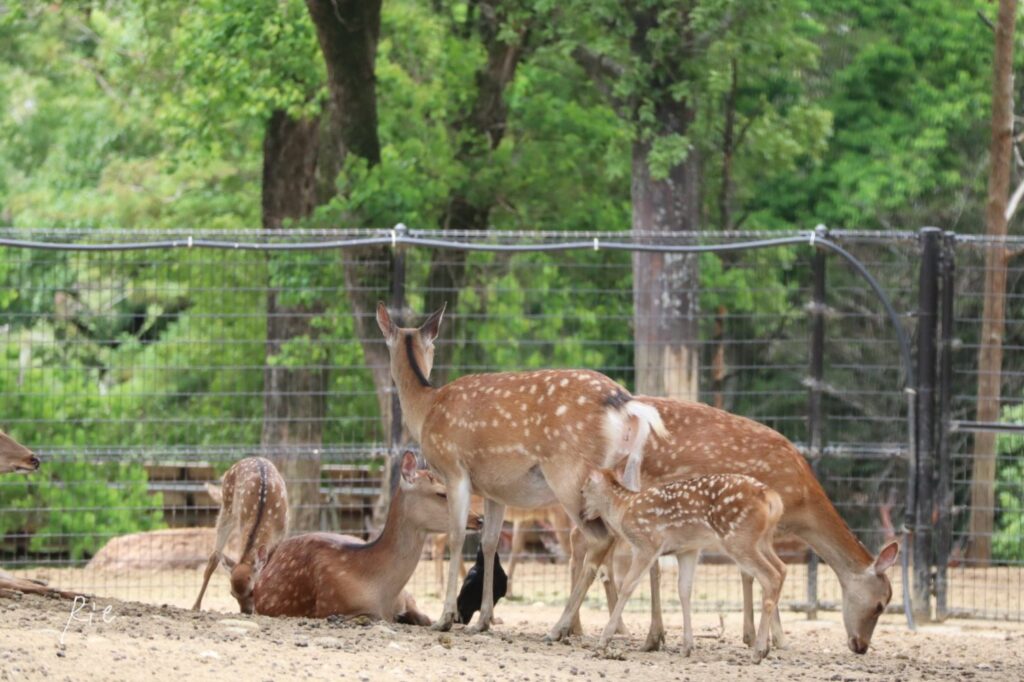 鹿と緑がよく合ってる1枚