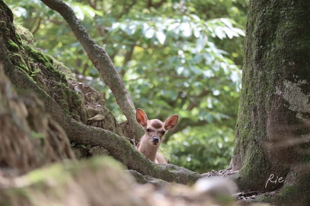 ひょっこり顔をのぞかせている子鹿