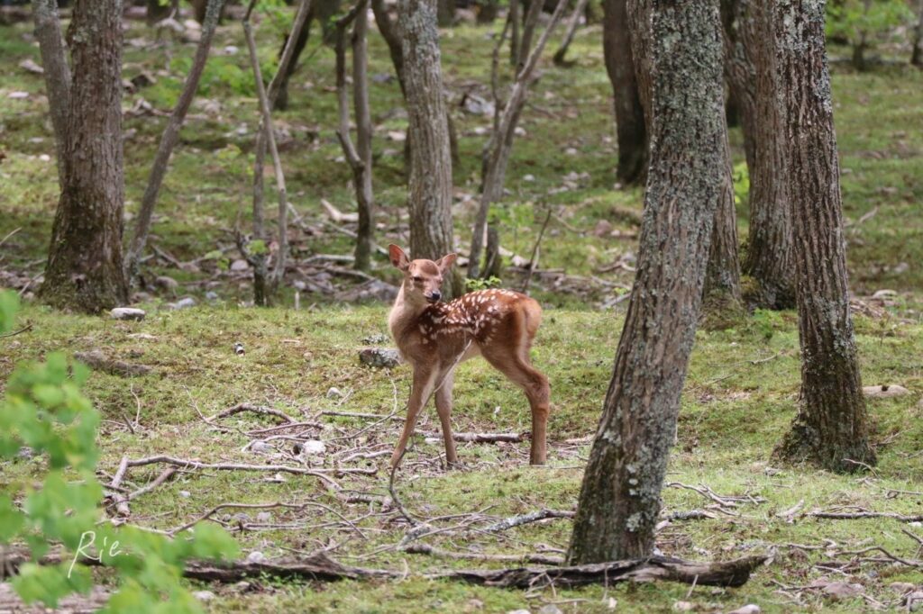 木々の中を散策する子鹿