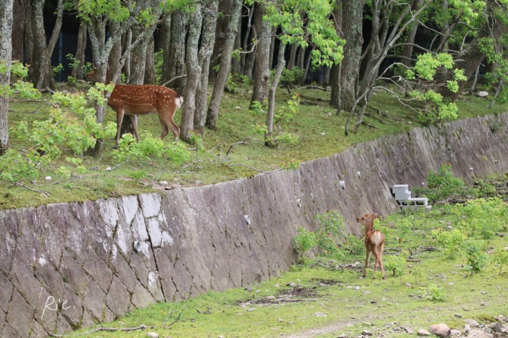高い崖にて母鹿に置いていかれた子鹿