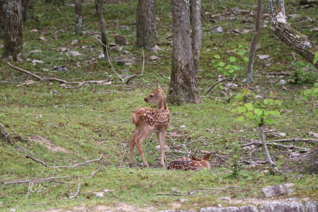 木々の中で過ごす2頭の子鹿