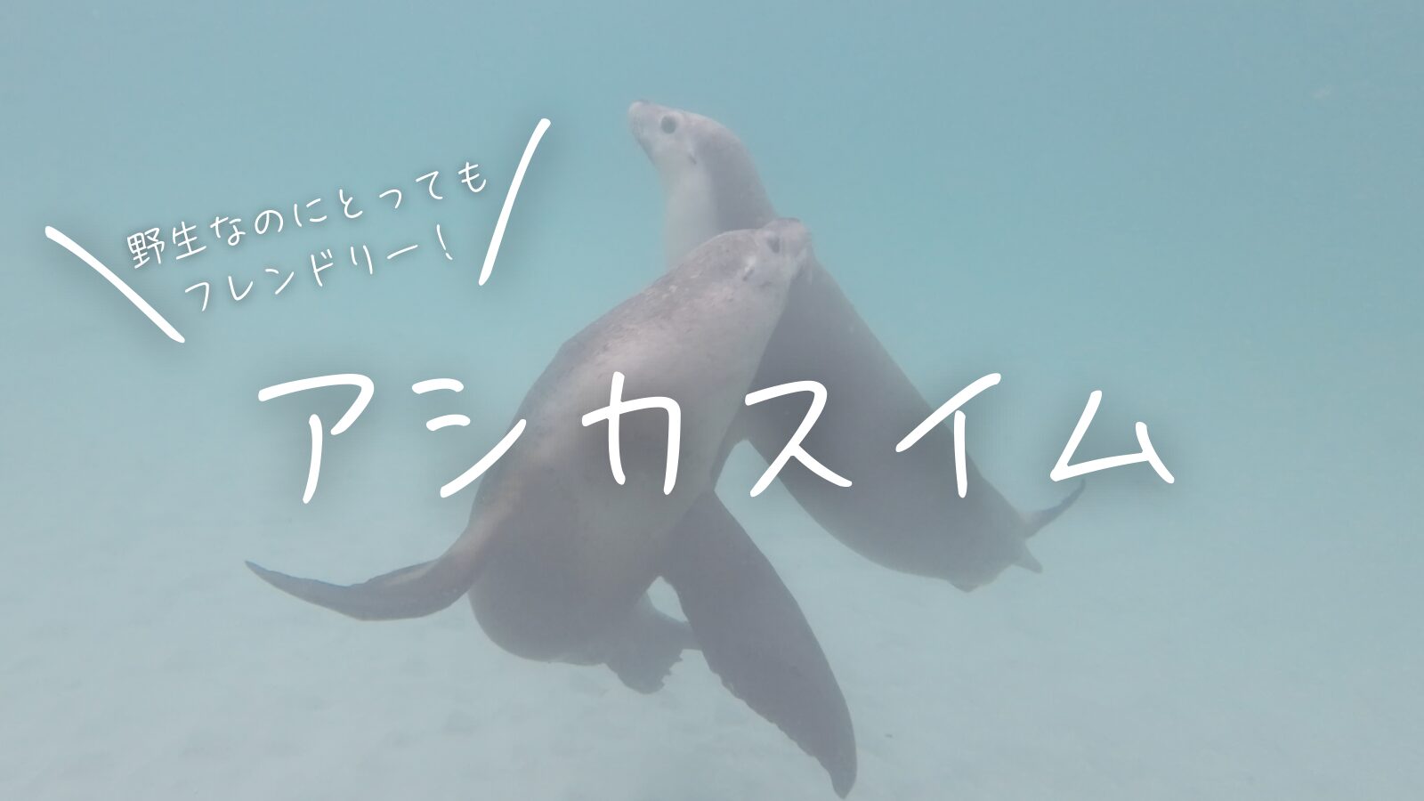 野生なのにとってもフレンドリー！ジュリアンベイのアシカスイム