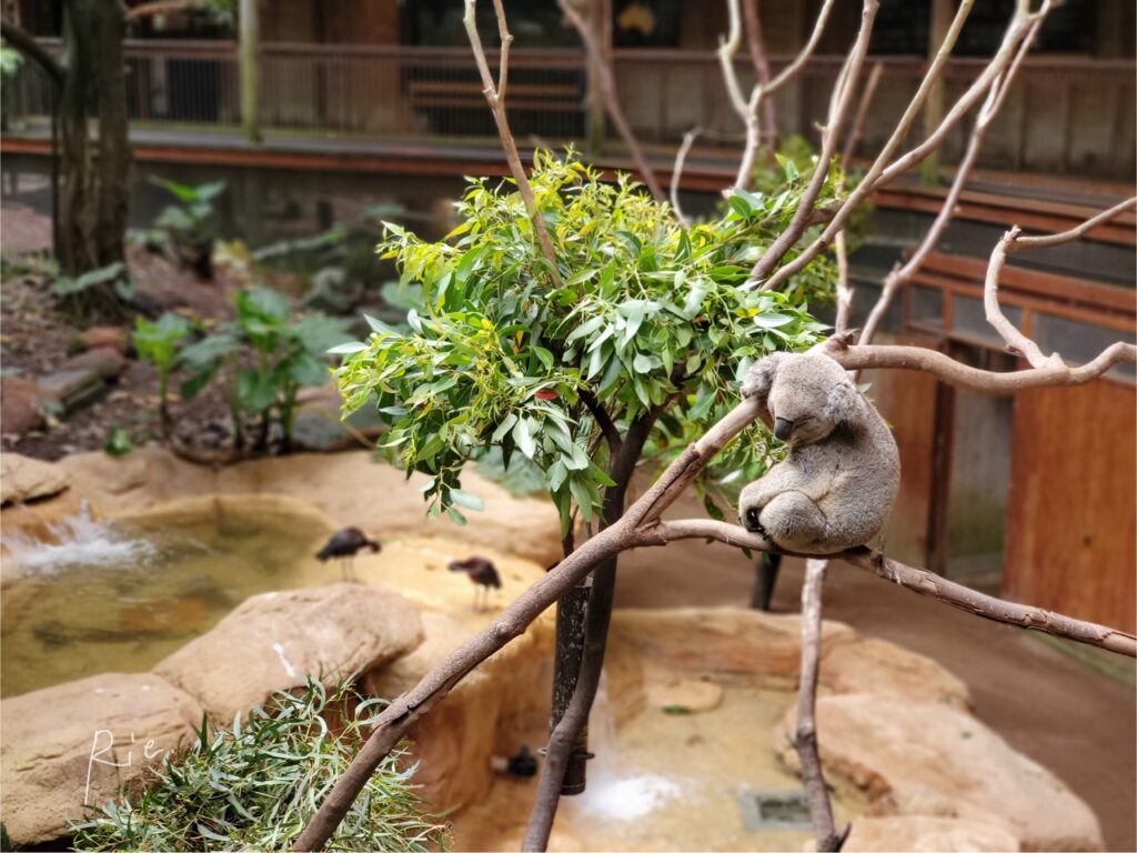コアラ