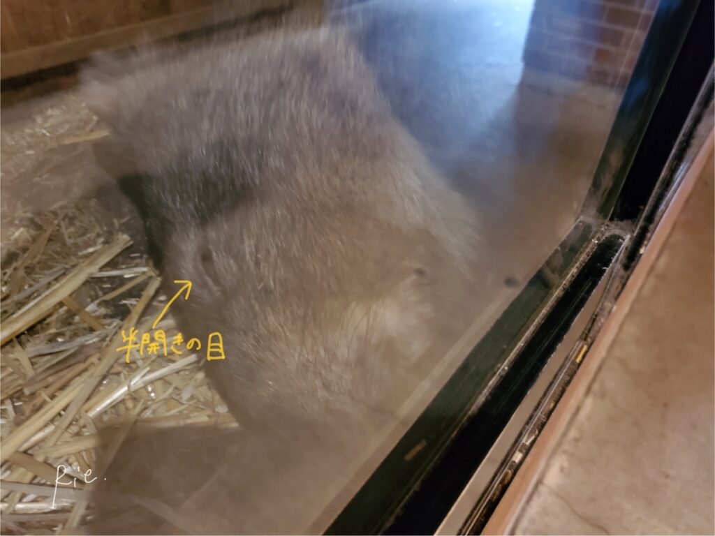 半目で爆睡中のウォンバット