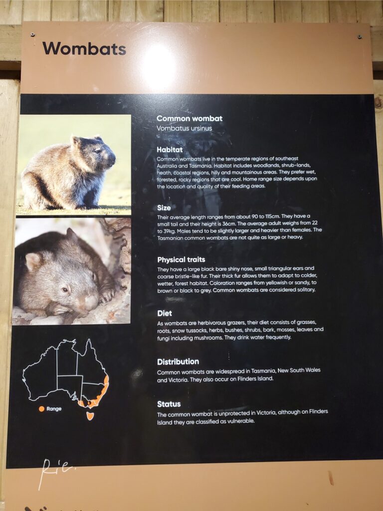 ヒメウオンバットの情報展示