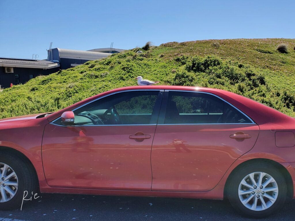 人の車の上でくつろぐカモメ