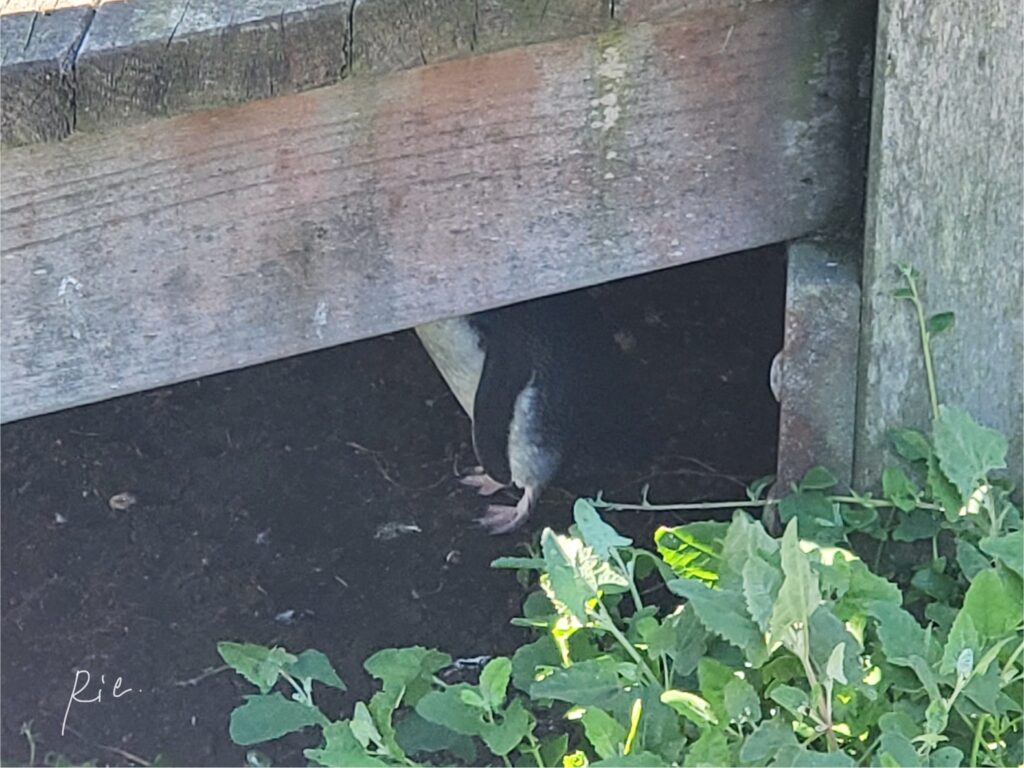 遊歩道の下にひっそりといたリトルペンギン