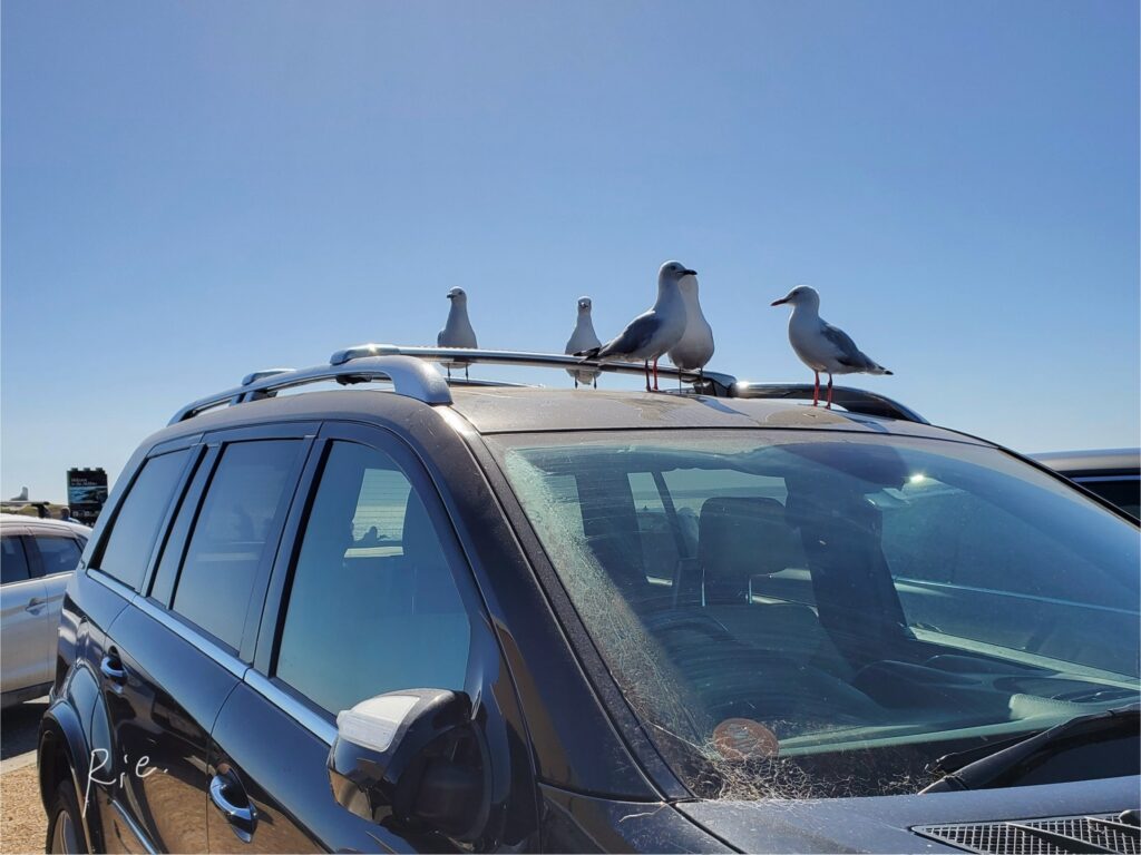 5羽ものカモメに乗られていた車