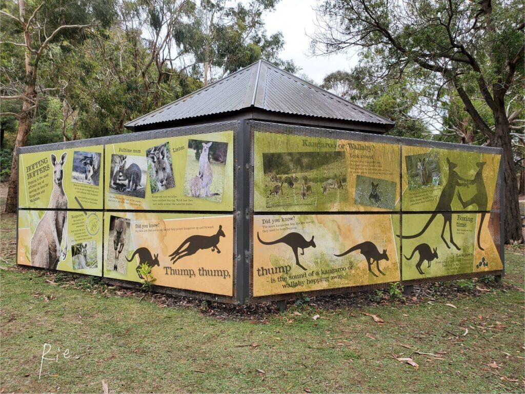 カンガルーに関する展示