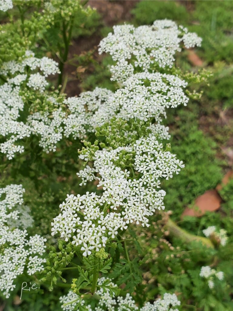 白くて小さなお花