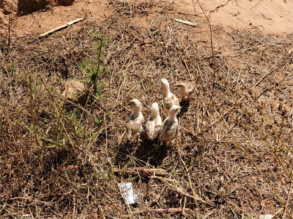 道端にいた鳥のヒナ5羽