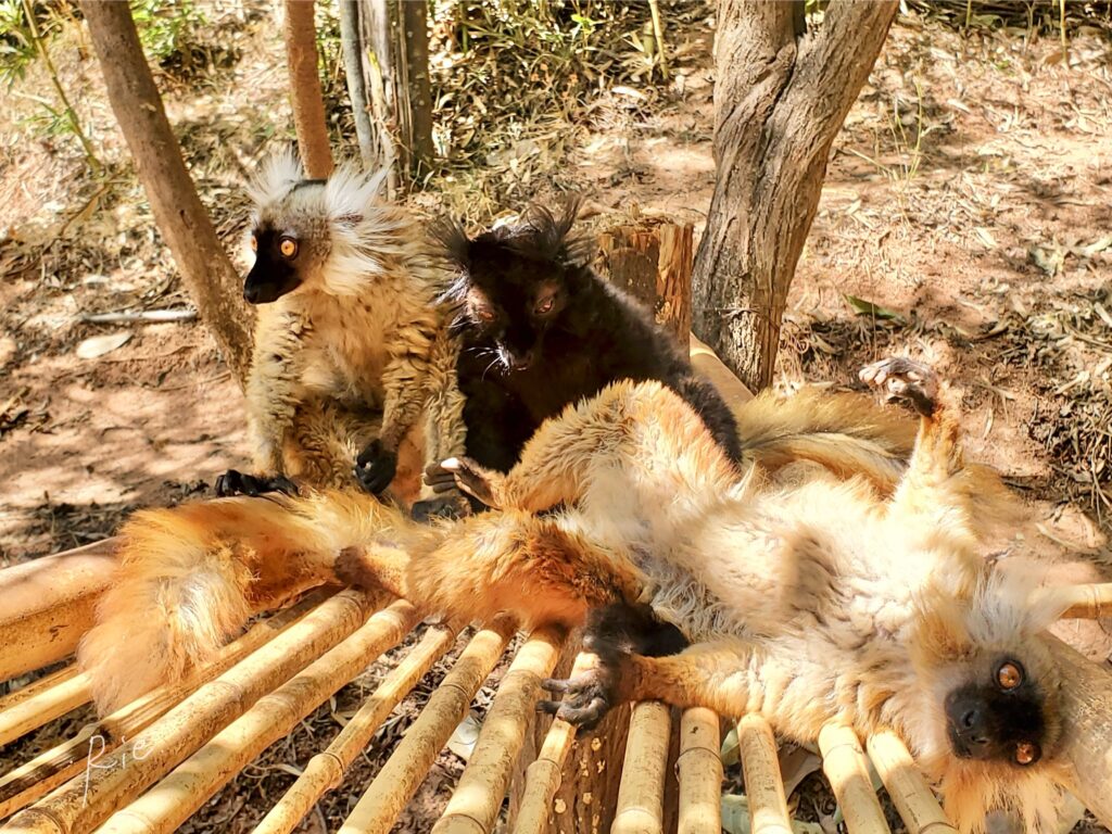 クロキツネザルの家族