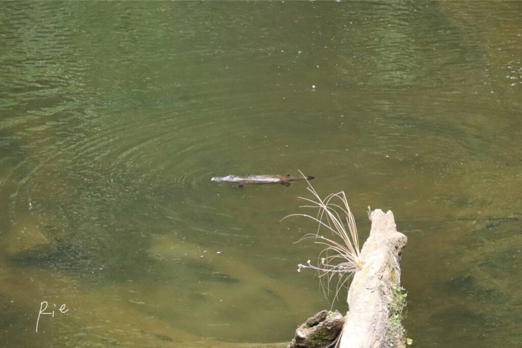 すーっと水面を漂うカモノハシ