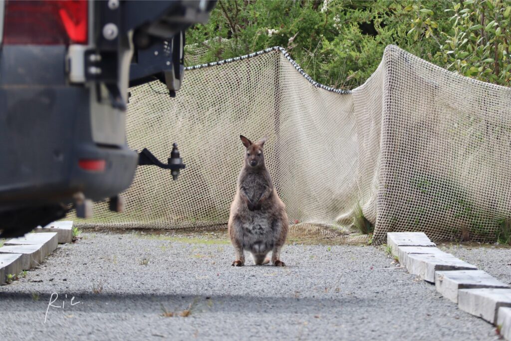 駐車場にいるベネットワラビー